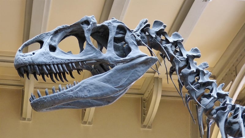 Dinosaur Fossil